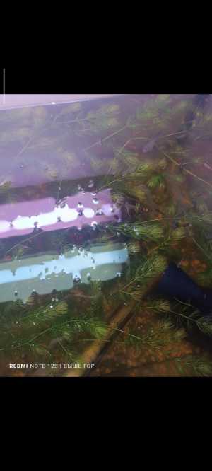 Водоросли.