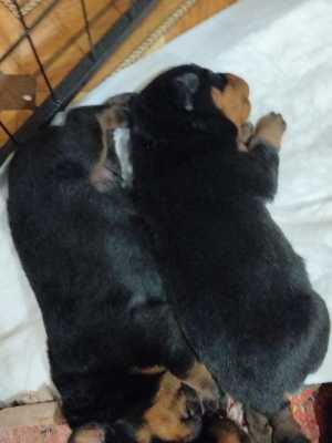 Продажа щенков