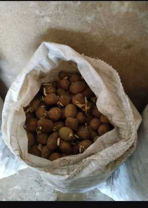 Картофель