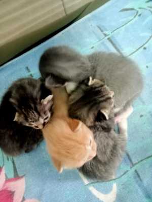 Котята