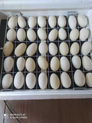 Инкубационное гусиное яйцó