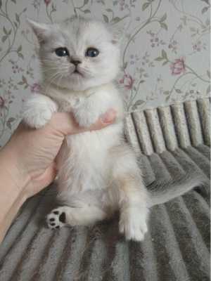 Шотландские котята