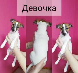 Джек-рассел щенки