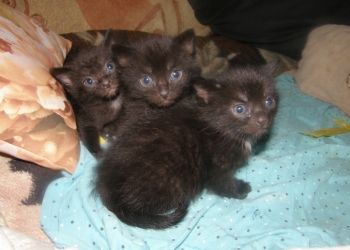 Черные котята
