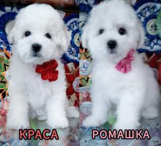 Бишон фризе щенки