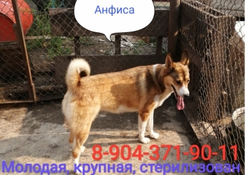 Собаки