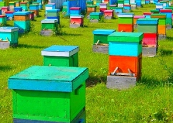 Пасека