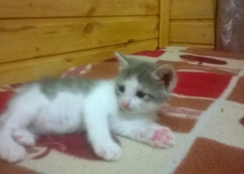 Котята