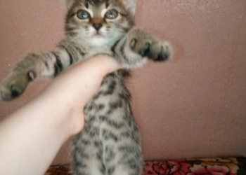 Отдам кошку.