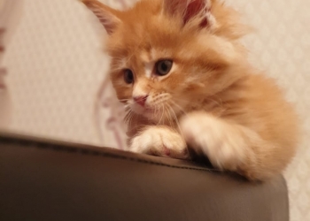 Котята Мейн Кун