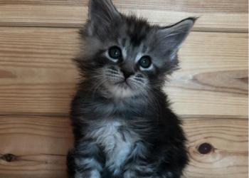 Котята мейн кун предлагаются