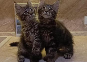 Котята породы Мейн-Кун