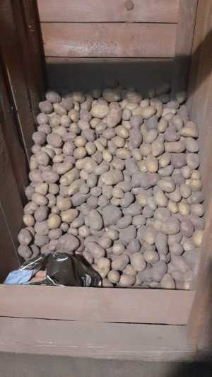 картофель