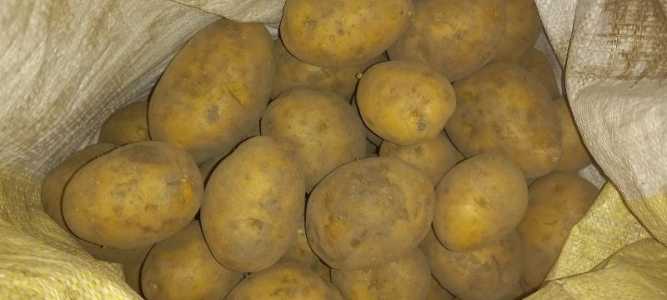 Картофель