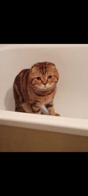 Вязка шотландский кот