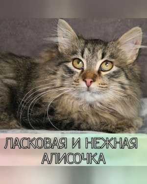 Котёнок, метис сибирской породы, в добрые руки