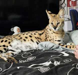 ������� ������� �1