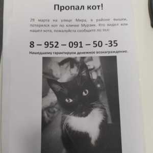Пропал кот