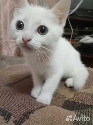 Белые котята