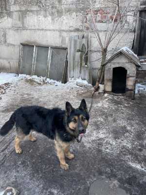 Овчарка кобель 6 лет