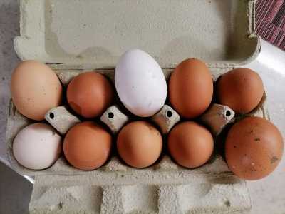 Продам яйцо куриное. С1-С0