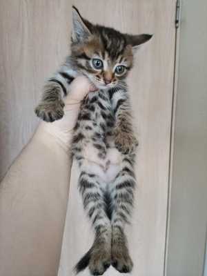 Котята