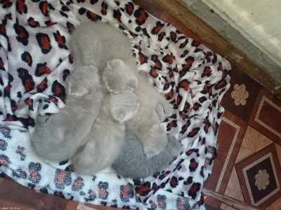 Котята