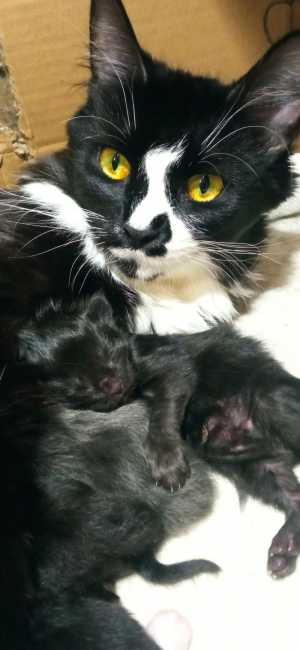 Мейн кун котята