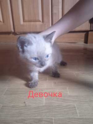 Котята