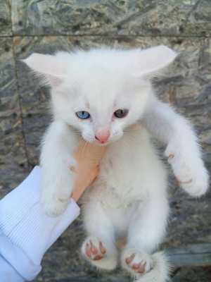 Котёнок