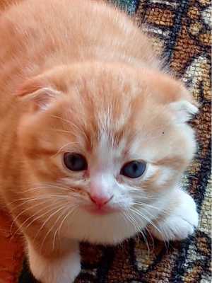 Шотландские котята