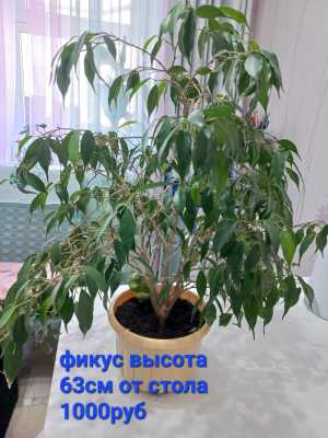 Комнатные растения