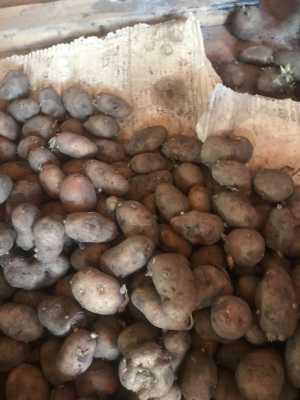 Семенной картофель