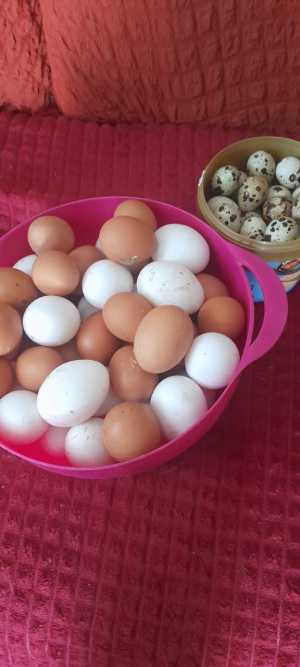 Домашние куриные яйца и перепелиные