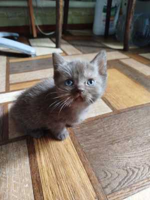 Котята