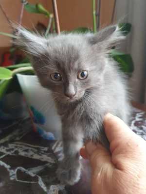 Котята