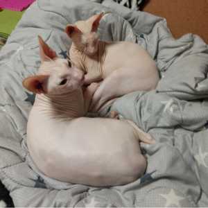 Котята-донские сфинксы