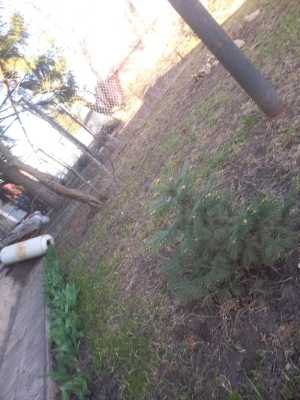 Ель голубая