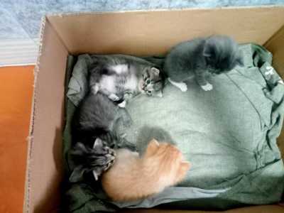 Котятки