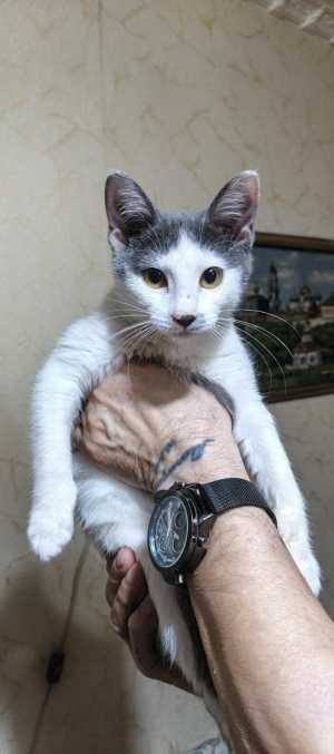 Котёнок