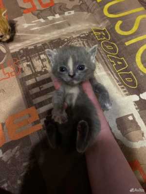 Котята даром