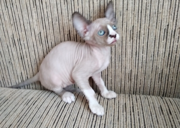 Котята 2.04.18