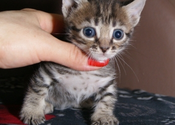 Munchkin!