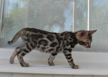 Котик Леон