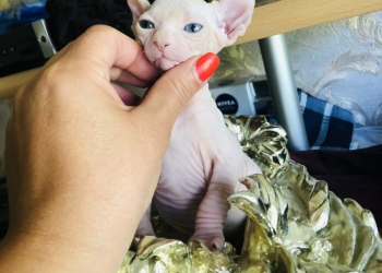 Кошки