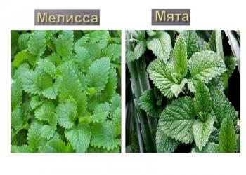 Куплю мелиссу мяту