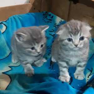 Котятки дружные ребятки