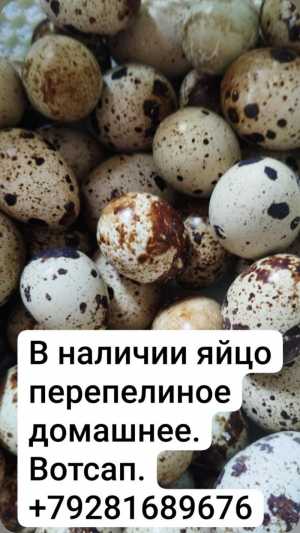 Яйцо перепелиное, мясо перепелов.