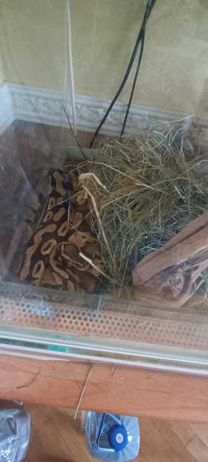 Королевский питон