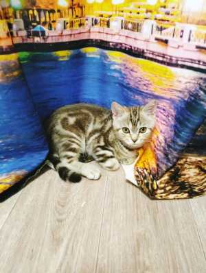 Британский котик